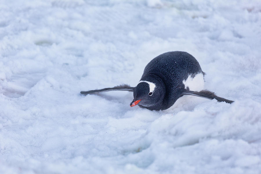 Gentoo Penguin on belly Photograph by Lauri Novak