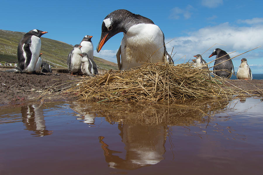 Gentoo Penguin On Nest Photograph by Tui De Roy