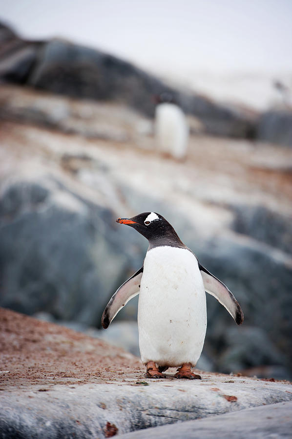 Gentoo Penguin On Rocks Photograph by Rebecca Yale