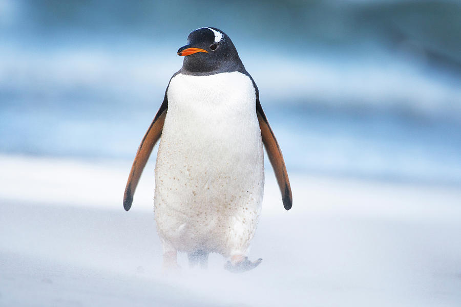 Gentoo Penguin On Windy Beach Photograph by Heike Odermatt