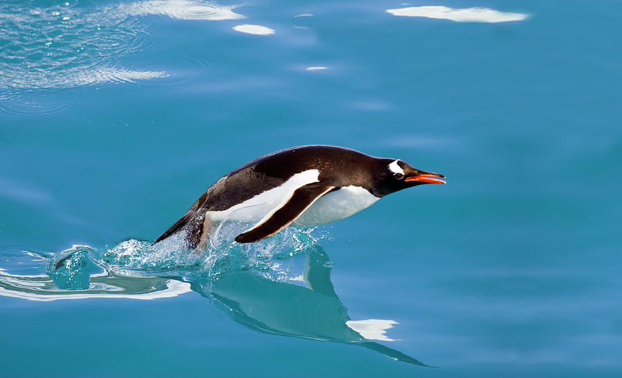 Gentoo Penguin Porpoising Through The Photograph by Mike Hill
