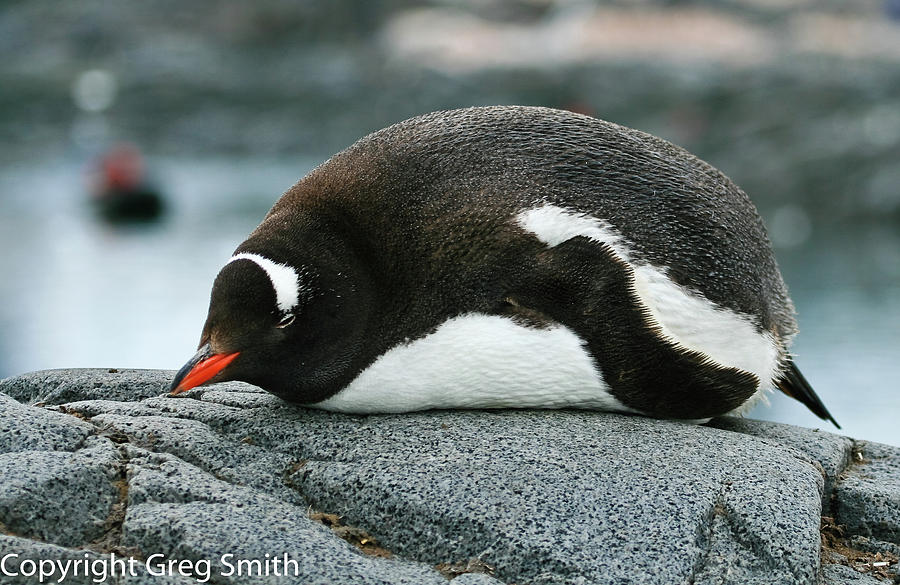 Gentoo penguin Port Lockroy Antarctica Photograph by Greg Smith