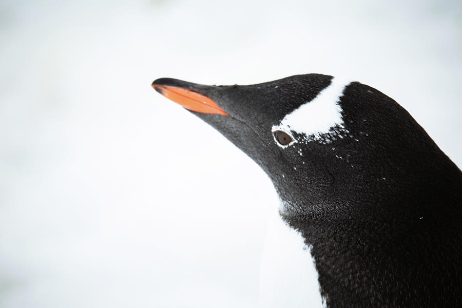 Gentoo Penguin Profile Photograph by Lauri Novak