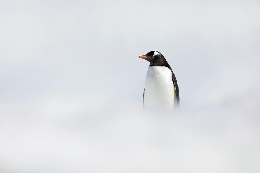 Gentoo Penguin Pygoscelis Papua On Ice Photograph by NHPA/Avalon.red