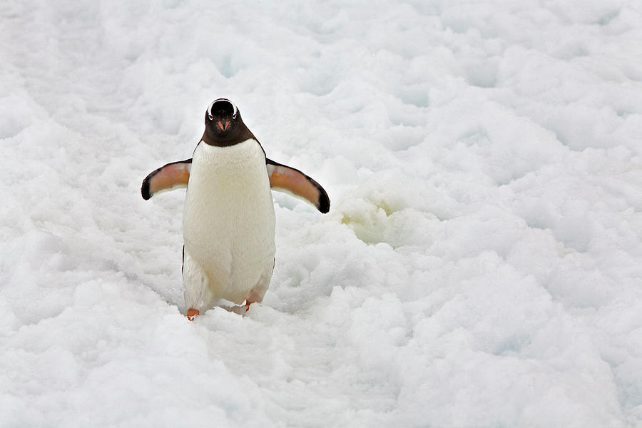 Gentoo Penguin Photograph by Richard Ianson