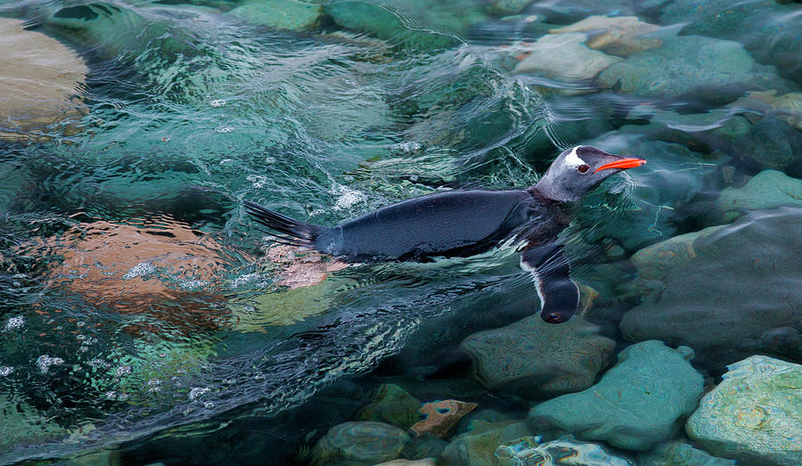 Gentoo Penguin Swimming In The Sea Photograph by Mint Images/ Art Wolfe