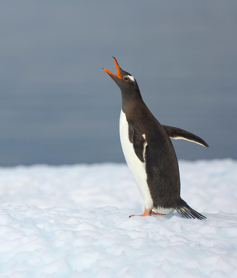 Gentoo Penguin Vocalizing, Antarctic Photograph by Eastcott Momatiuk