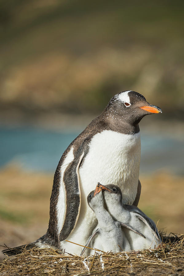 Gentoo Penguin With Chicks, Falklands Photograph by Tui De Roy