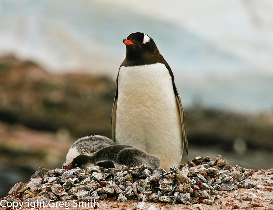 Gentoo penguin with chicks Photograph by Greg Smith