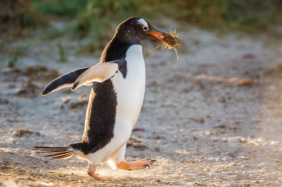 Gentoo Penguin With  Nest Material Photograph by Tui De Roy