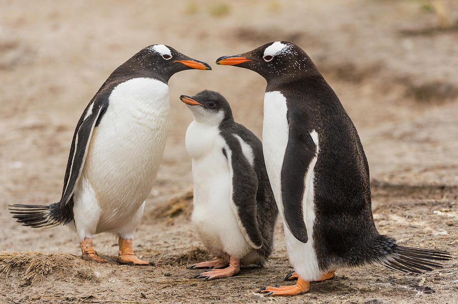 Gentoo Penguins And Chick Photograph by Tui De Roy