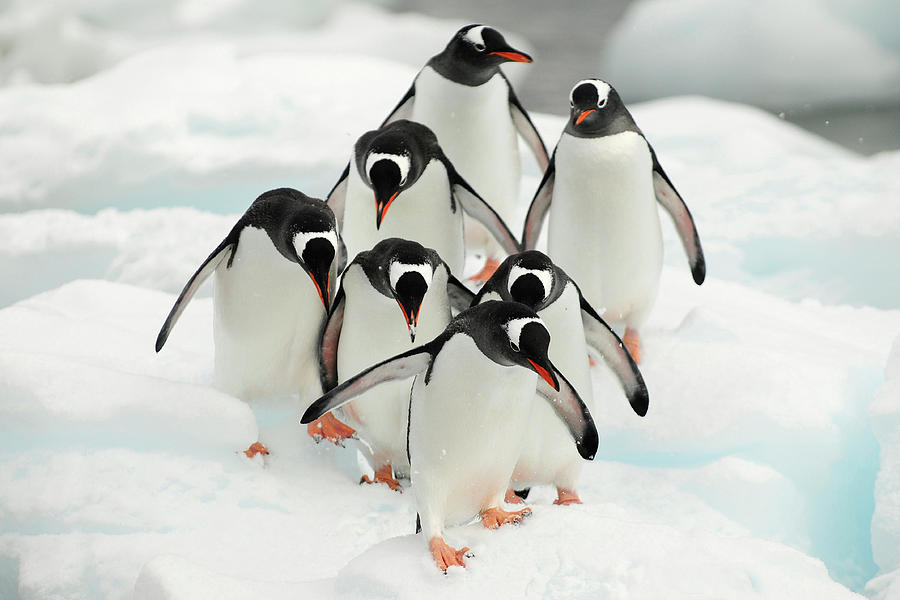 Gentoo Penguins, Antarctic Peninsula, Antarctica Photograph by Enrique ...