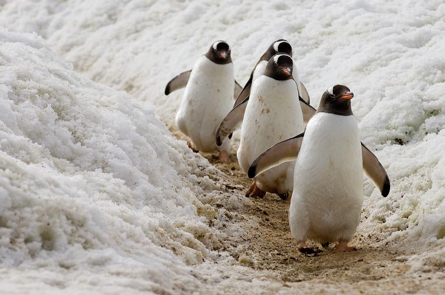 Gentoo Penguins, Antarctica Digital Art by Jacana Stock