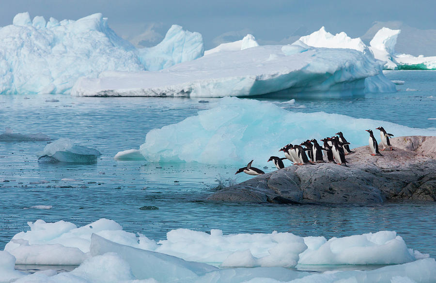 Gentoo Penguins, Antarctica Photograph by Mint Images/ Art Wolfe