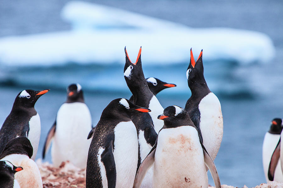 Gentoo Penguins Photograph by Kelly Cheng Travel Photography