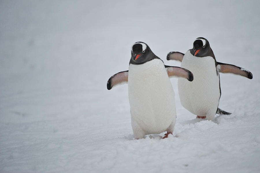 Gentoo Penguins Photograph by Ken Petch