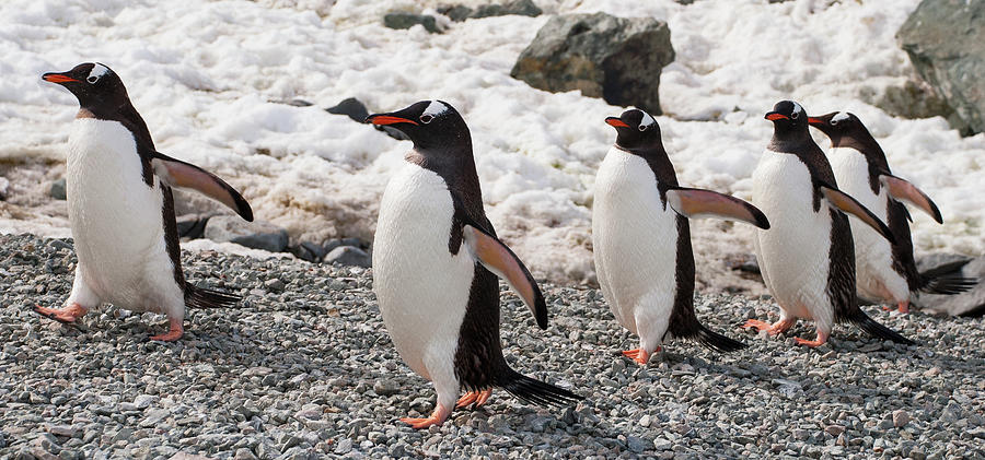 Gentoo Penguins Marching In Single File Photograph by Sascha Grabow