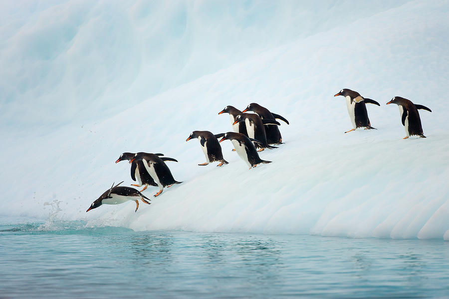 Gentoo Penguins On Iceberg, Antarctic Photograph by Eastcott Momatiuk Gentoo Penguins On Iceberg, Antarctic Photograph by Eastcott Momatiuk