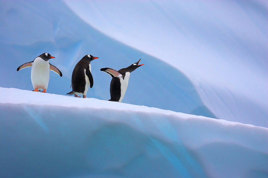 Gentoo Penguins On Iceberg, Antarctic Peninsula Photograph by T.j. Rich / Naturepl.com Gentoo Penguins On Iceberg, Antarctic Peninsula Photograph by T.j. Rich / Naturepl.com