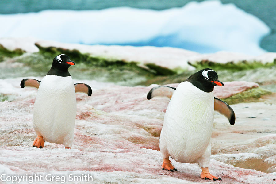 Gentoo penguins on Peterman Island Antarctica Photograph by Greg Smith
