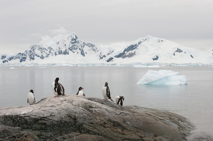 Gentoo Penguins Photograph by Petra Schneider