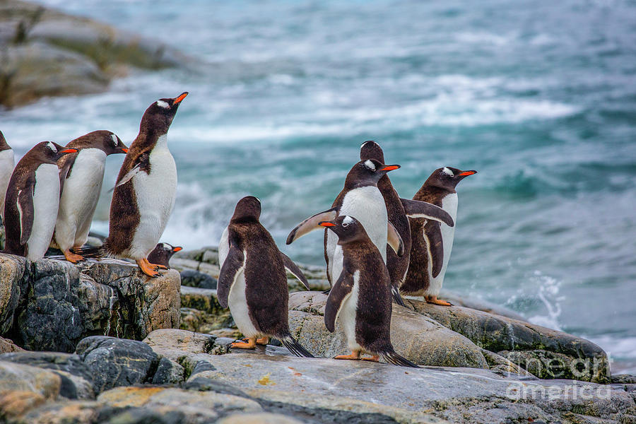 Gentoo penguins Pygoscelis papua Antarctica, b4 Photograph by Eyal Bartov