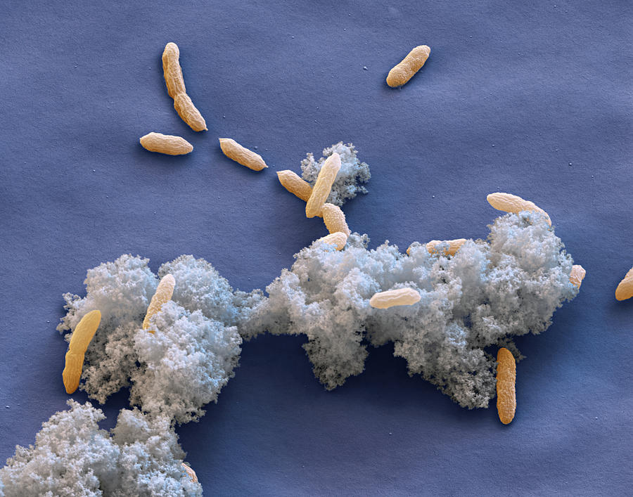 Bacteria Photograph - Geobacter Sulfurreducens, Sem by Eye Of Science