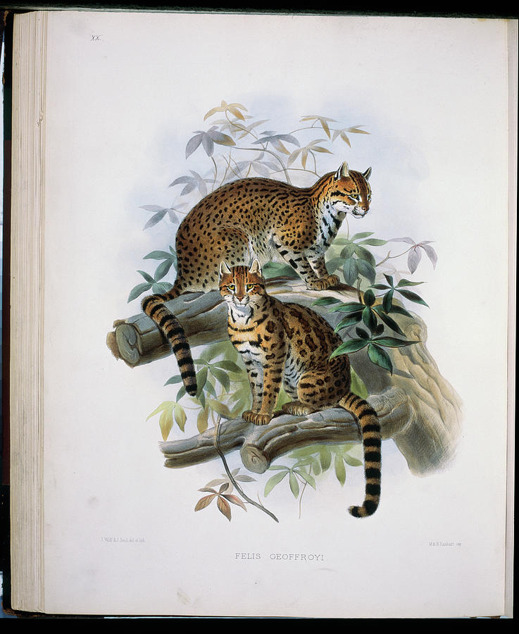 Geoffroy's Cat (felis Geoffroyi) 1883 Painting by Academy Of Natural ...