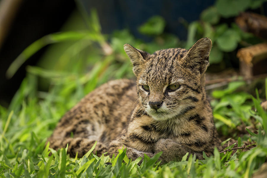 Geoffroys Cat, Ibera Wetlands Photograph by Sebastian Kennerknecht