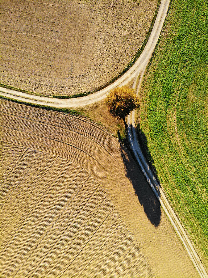 Nature Photograph - Geometric Landscape 12 brown and green fields and a tree by Matthias Hauser
