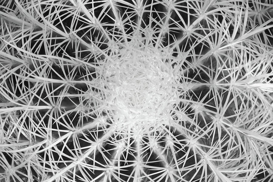 Geometry of Spines I B and W Photograph by Leda Robertson
