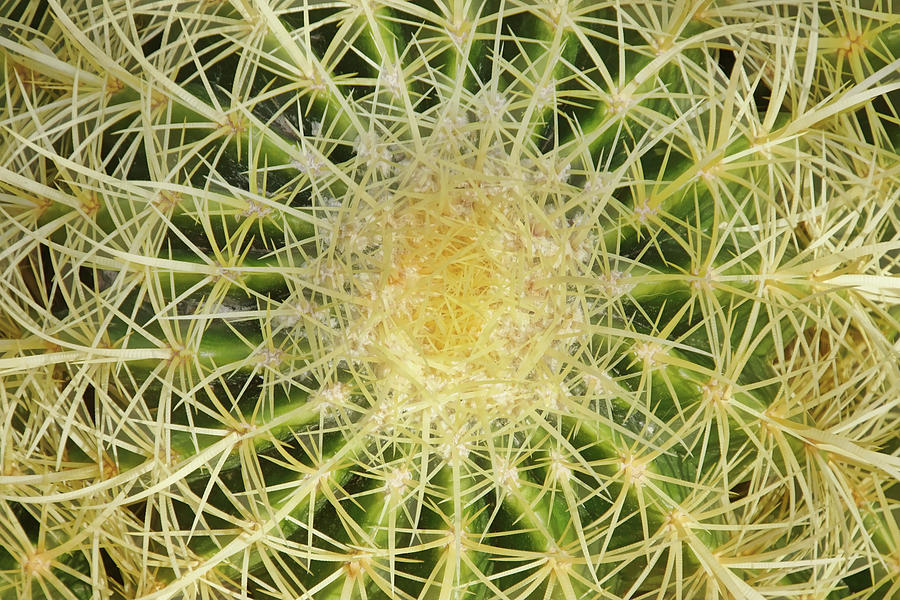 Geometry of Spines I Photograph by Leda Robertson