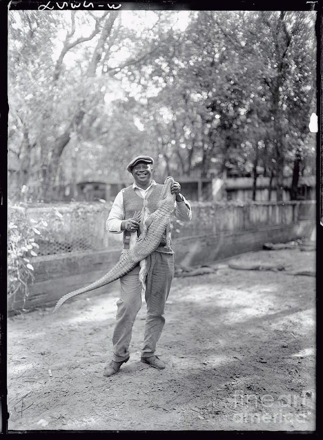 George Woods Holding Pet Alligator Photograph by Bettmann