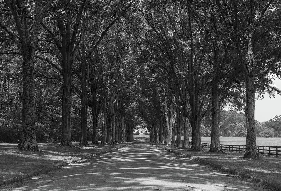 Georgia arch of Trees Photograph by Douglas Wielfaert