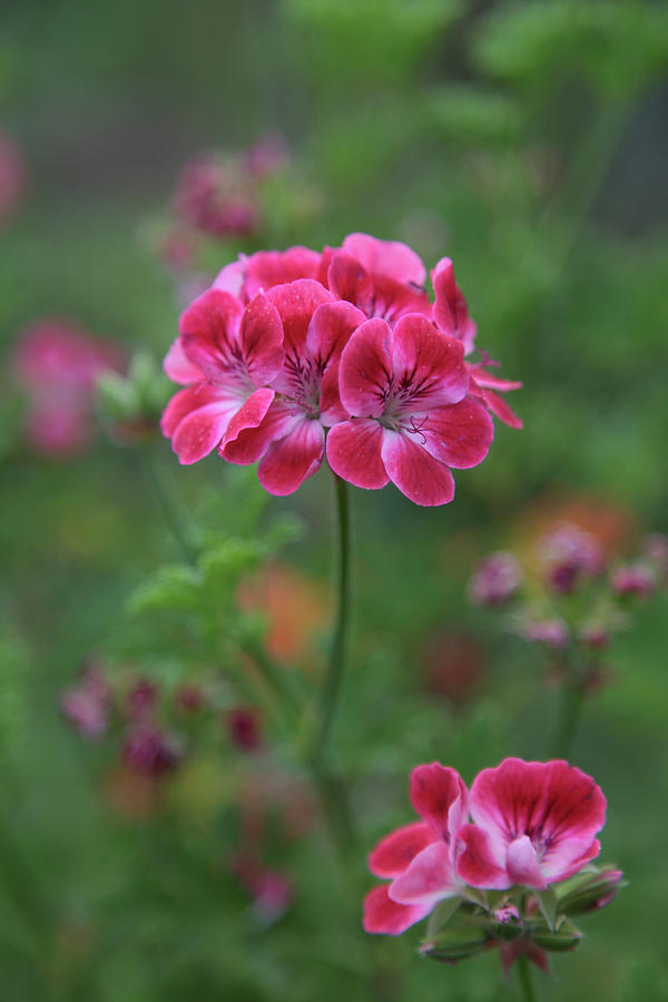 Geranium Blossom - mrs. Ninon Is A Geranium With A Floral-fruity Scent Photograph by Sonja Zelano