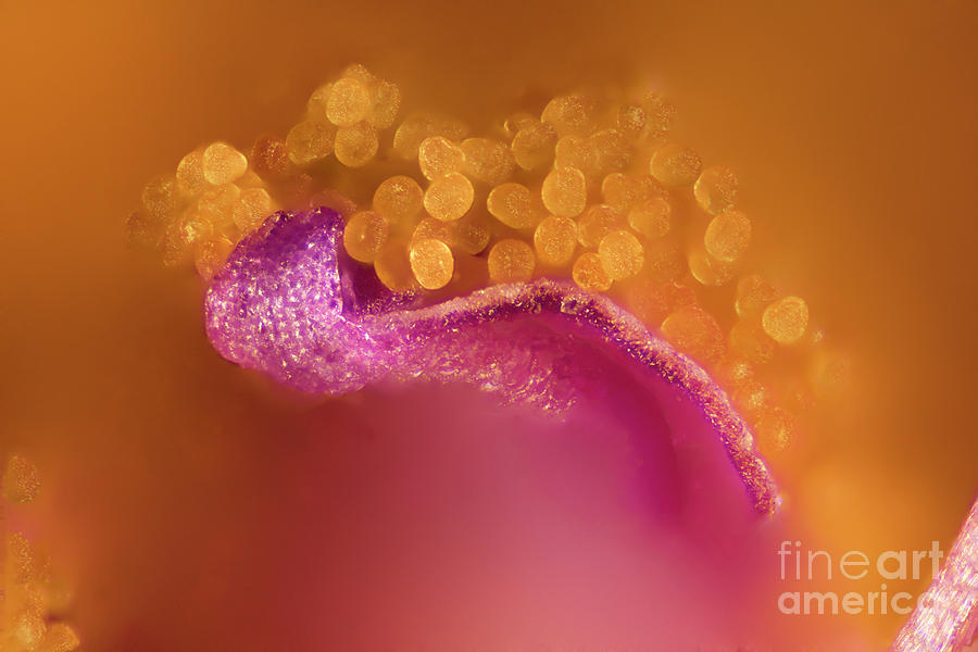 Nature Photograph - Geranium Flower Anther And Pollen by Karl Gaff / Science Photo Library
