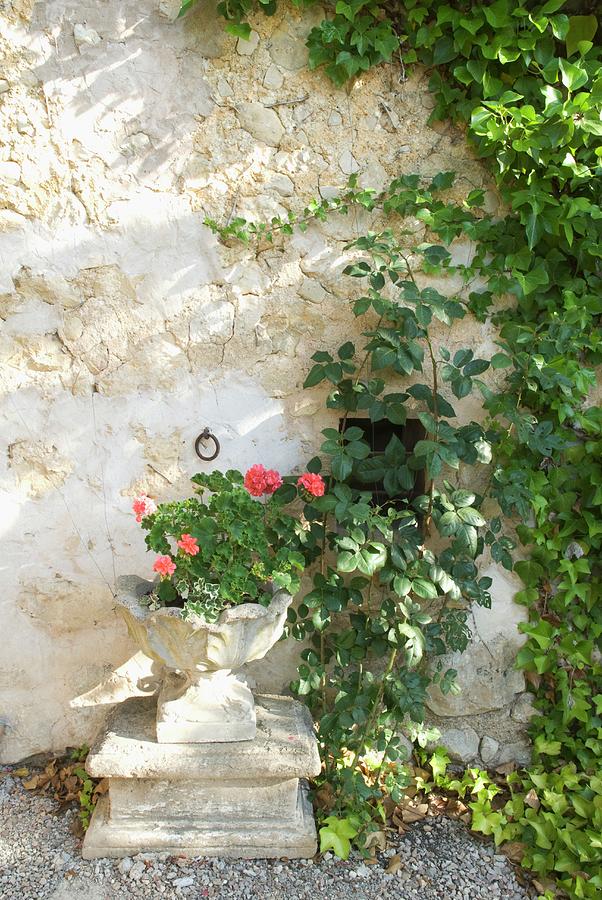 Geranium In Antique Stone Pot Against Stone Wall Partially Covered In Climbers Photograph by Blickpunkte