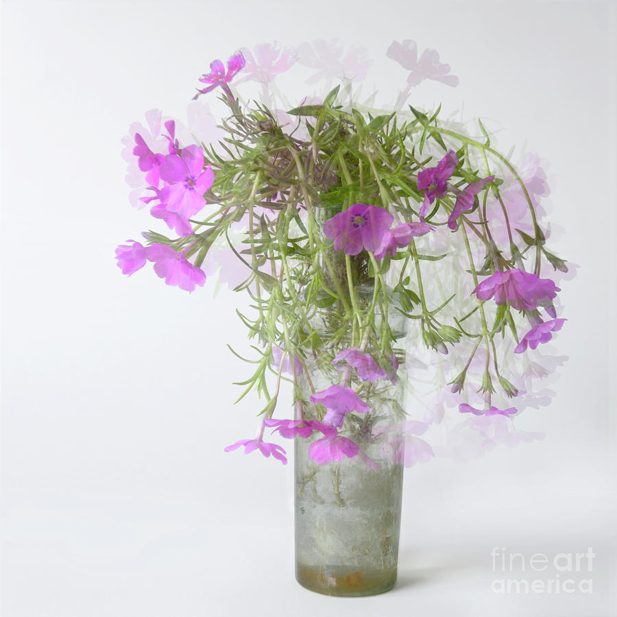 Geranium by Janet Burdon Geranium by Janet Burdon