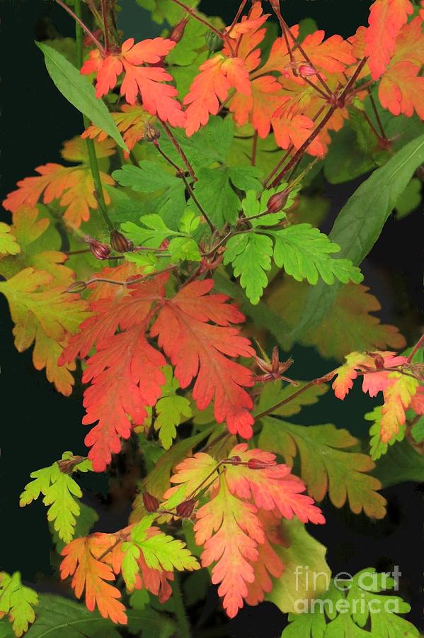 Geranium leaves by Frank Townsley Geranium leaves by Frank Townsley