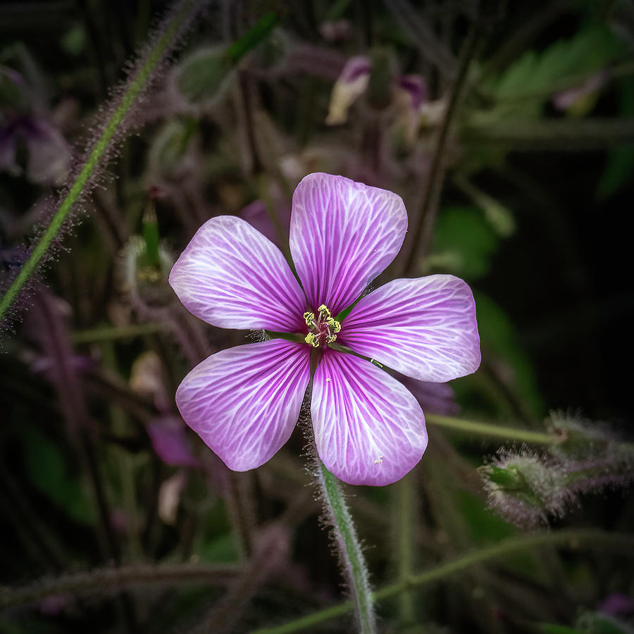 Geranium maderense Photograph by Sandi Kroll