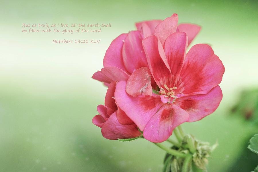 Geranium Photograph By Peri Ann Taylor - Pixels