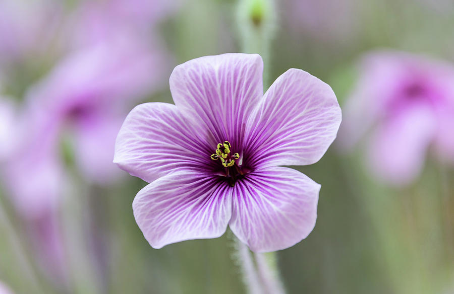 Geranium Pretty Small Purple Flower Photograph By Merrillie Redden