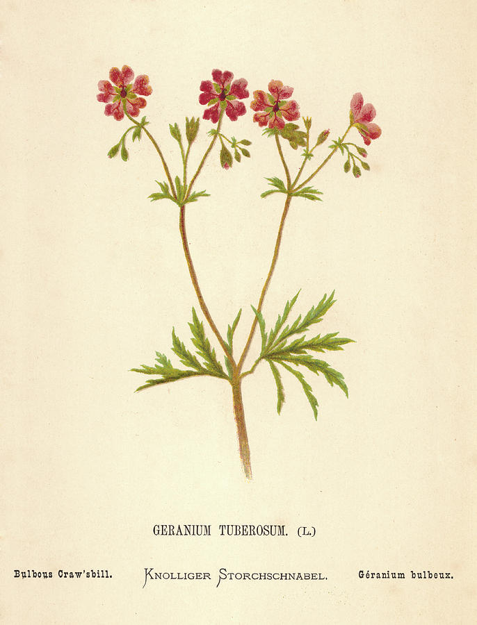 Geranium Tuberosum Photograph by Hulton Archive