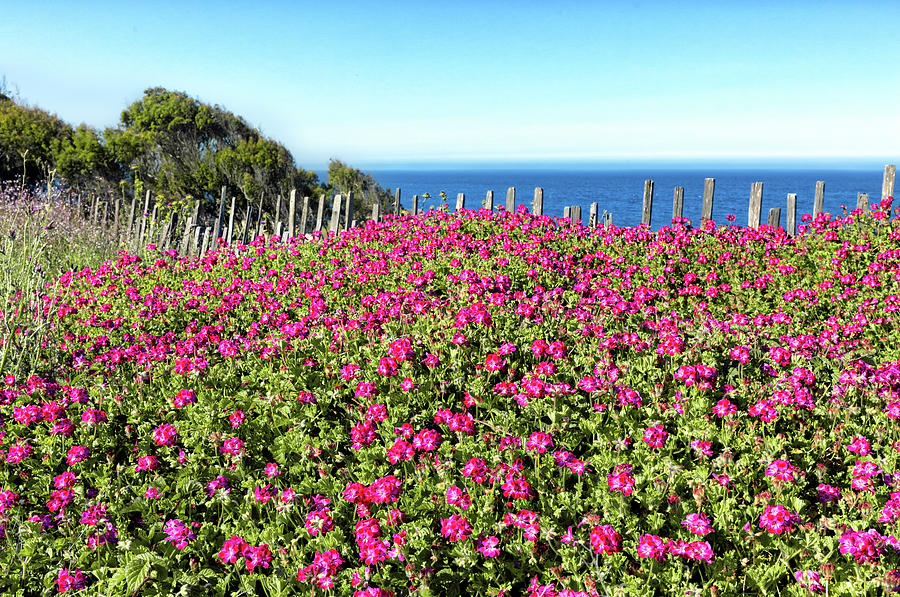 Geraniums by the Sea Photograph by Kathleen Bishop