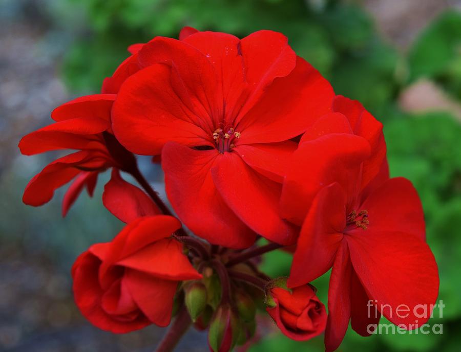 Geraniums Luster  Photograph by Janet Marie