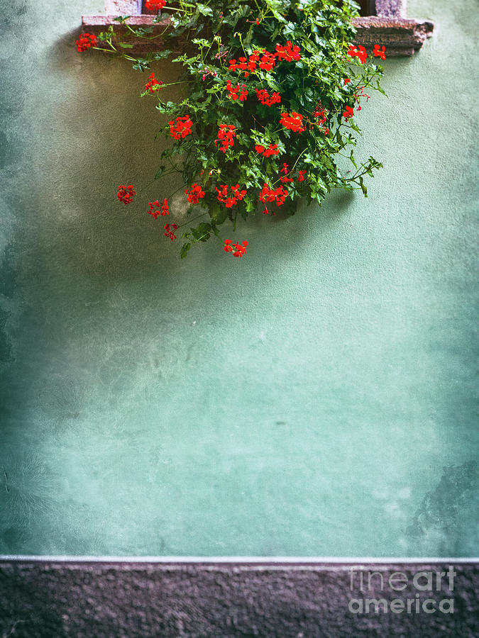 Geraniums on a wall Photograph by Silvia Ganora