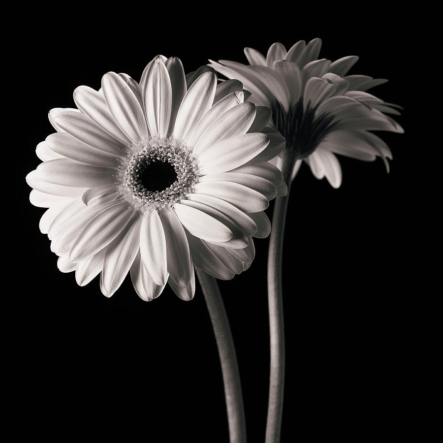 Flower Photograph - Gerber Daisies 1 by Michael Harrison