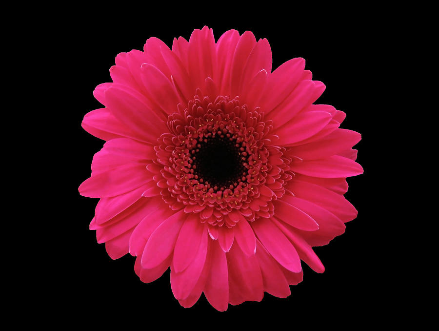 Gerbera Beauty On Black Photograph by Johanna Hurmerinta | Fine Art America