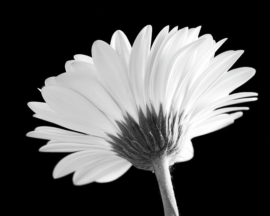 Gerbera Photograph by Catherine Reading