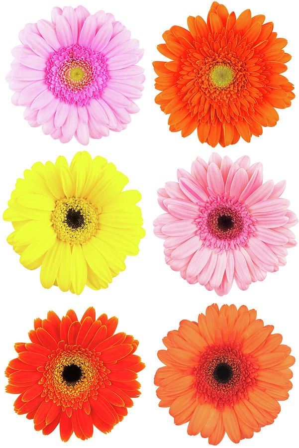 Gerbera Collage Photograph by Abzee